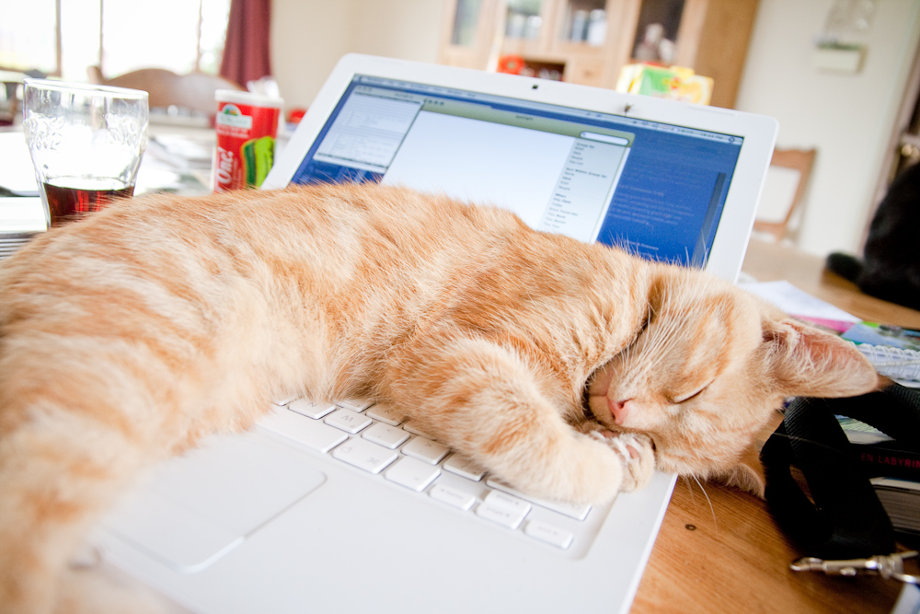 Blogging cat