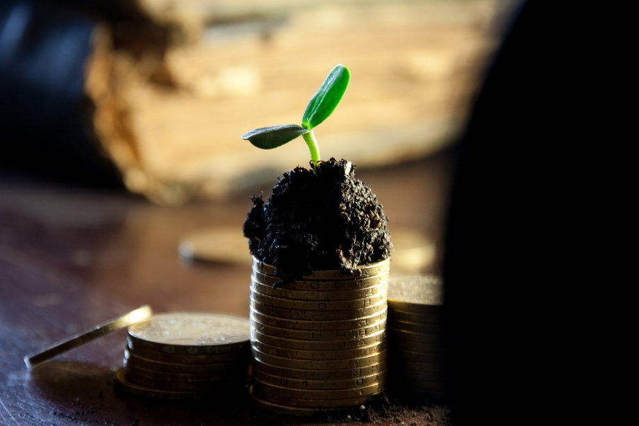 Coins and plant