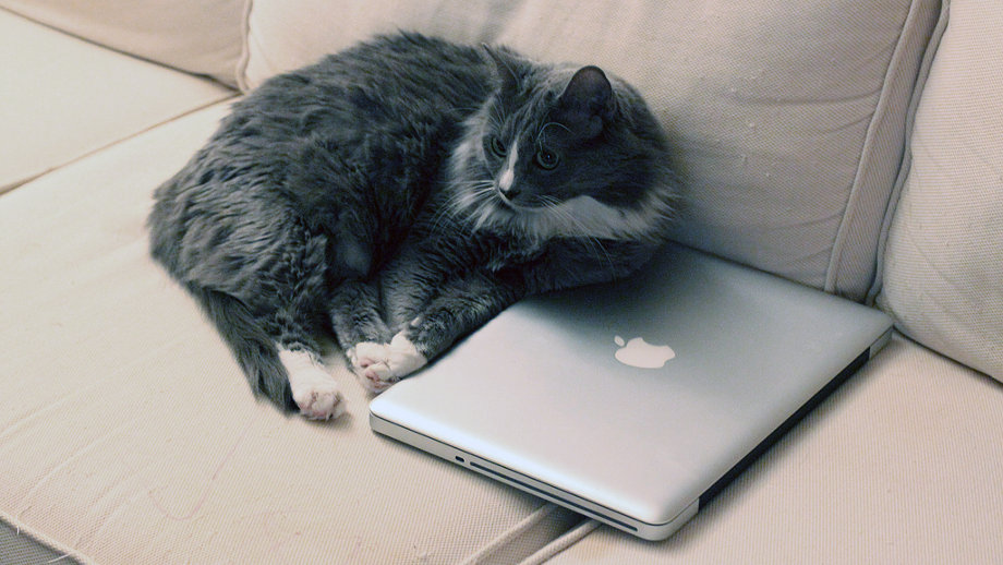 Macbook cat